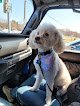 Negocio Ruff Cuts Grooming Salon, Llc