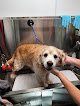 Negocio Ruff Life Dog Spa