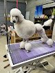 Negocio Safe Haven Dog Grooming