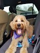 Negocio Salty Dog Grooming