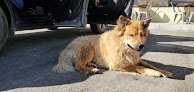 Negocio San Diego Pet Mobile Grooming