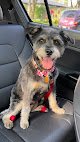 Negocio Sarah's Dog & Cat Grooming