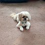 Negocio Sarah's Grooming
