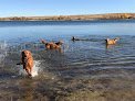 Negocio Sarpy Creek Pampered Pets And Greenhouse