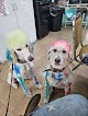 Negocio Sassy Paws Grooming Llc