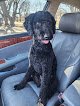 Negocio Savvy Pet Services
