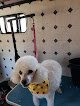 Negocio Scooby Dooz Dog Grooming