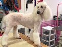 Negocio Scrub-a-dub Dog Grooming