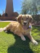 Negocio Scruffy To Fluffy Grooming Llc