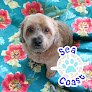 Negocio Sea Coast Mobile Pet Grooming