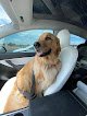 Negocio Seven Dogs Grooming