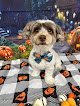 Negocio Shag 2 Chic Pet Salon And Spa