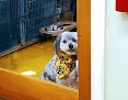 Negocio Shaggie Pets Grooming Salon