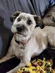 Negocio Shaggy Dog Pet Groomer