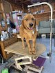 Negocio Shaggy Paws, Llc