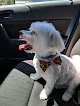 Negocio Shaggy To Chic Grooms Llc