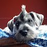 Negocio Shake Dog Salon