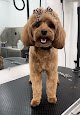 Negocio Shampooches Pet Grooming **accepting New Clients**