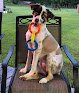 Negocio Shannon's Barks & Bubbles Pet Salon