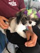 Negocio Sharp Land Paw-fection Pet Center