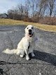 Negocio Shawnee Hills Pet Grooming