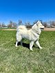 Negocio Shear Magic Pet Grooming