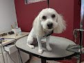 Negocio Shelly's Pet Parlor