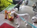 Negocio Show-n-go House Call Grooming And Drop Off Grooming