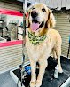Negocio Showerlove Pet Grooming Spa