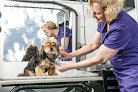 Negocio Silky Paws Mobile Grooming
