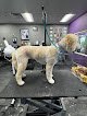 Negocio Sirius Pet Styling: Dog Grooming & Doggy Daycare