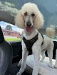 Negocio Sister Paws Pet Grooming