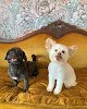 Negocio Sit Pretty Grooming Salon & Self-service Pet Wash