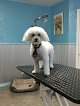 Negocio Sittin’ Pretty Dog Grooming Llc