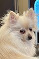 Negocio Smart Pets Mobile Grooming