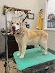 Negocio Smoochie Pooch