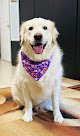 Negocio Snip N Clip Dog Grooming