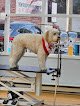 Negocio Snoopy Pet Grooming, Roland Park