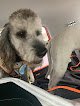 Negocio Soft Paws Pet Grooming