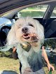 Negocio Soft Paws Salon