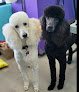 Negocio Soggy Doggy Grooming Llc