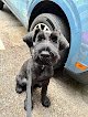 Negocio South Sound Pet Styling & Boutique