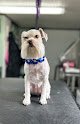 Negocio Southern Paws Pet Spa