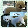 Negocio Space Coast Mobile Dog Grooming