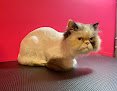 Negocio Sparkle Luxury Feline Day Spa