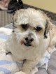 Negocio Spaw 4 Paws Apple Valley
