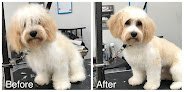 Negocio Spaws Pet Grooming Of Blythewood, Sc