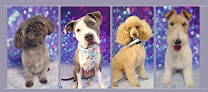 Negocio Spike Dog Grooming And Boutique, Llp