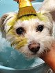 Negocio Spoiled Pup Lv - Dog Grooming - Puppies For Sale