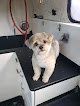 Negocio Spokane Dog Grooming